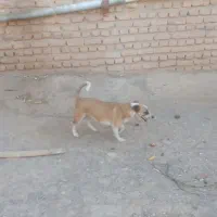 فروشی پاپی بسیار باهوش