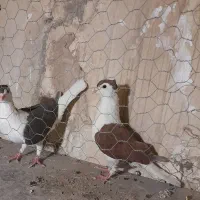 کفتر.رنگه.کاکلی.