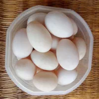 تخم اسراییلی و محلی نطفه دار