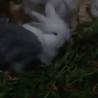 بچه خرگوشهای لوپ بازیگوش|موش و خرگوش|یزد, |دیوار