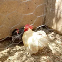 خروس کوشین