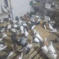 آدرس شوش شهرک سلمان بازار عایم|پرنده|شوش, |دیوار