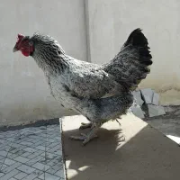 مرغ