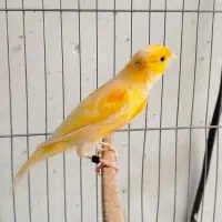 ۴ عدد قناری نر قرص بخون|پرنده|کرج, شهرک بنفشه|دیوار