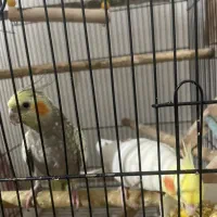 جفت عروس هلندی لوتینو و گلباقالی با دوتا جوجه|پرنده|ری, علایین|دیوار