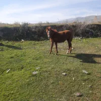 کره ماده ۵ ماهه اصیل