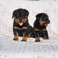 پرورش سگهای گارد|سگ|قم, زنبیل آباد|دیوار