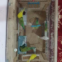 چهار جفت مرغ عشق تخم گذار و قفس|پرنده|دزفول, |دیوار