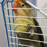 طوطی برزیلی گم شده|پرنده|کنگاور, |دیوار