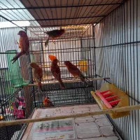 قناری ماده دارچینی|پرنده|قائمشهر, |دیوار