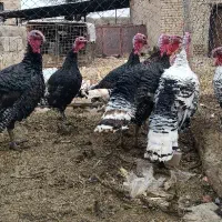 فروش بوقلمون برنز