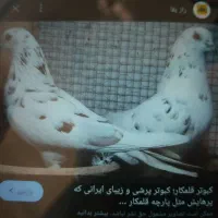 واگذاری کبوتر پرشی