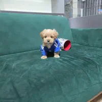 سگ مالتییپوو لباس ابی مودب