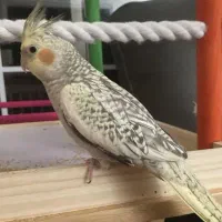 عروس هلندی سه ماهه