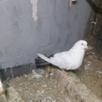 دم قهوه ای