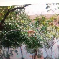 کلنگی-140متر-طول-6-شریعتی-معلم