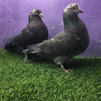 کبوتر|پرنده|تهران, خلیج فارس|دیوار