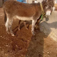 الاغ زاییده جوان