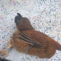۳ عدد مرغ گم شده