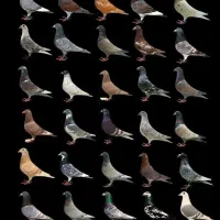 کبوتر رنگی و مسافتی|پرنده|مشهد, کوی المهدی|دیوار