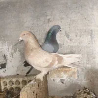 کبوتر ساده پاپر