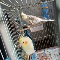 فروش عروس هلندی|پرنده|کاشان, طالقانی|دیوار