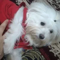 سگ پاکوتا ۲ تا|سگ|فاضل آباد, |دیوار