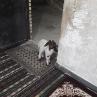 بره ماده کاملا سالم