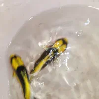 مایان کوی باله شیری|ماهی|مشهد, انقلاب|دیوار