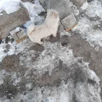 سگ پاکوتا|سگ|مشگین شهر, |دیوار