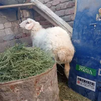 بره شیر نرو ماده