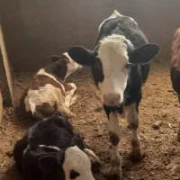 ۷راس گوسا له های سیمینتال نر وماده|حیوانات مزرعه|فرمهین, |دیوار