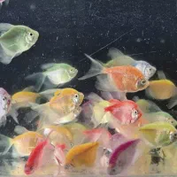 کار و کار اموزی در سالن پرورش ماهیان زینتی