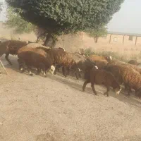 بره نر