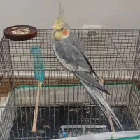 عروس هلندی