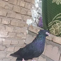 یکی دونه زاغ