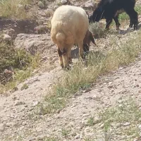 شک داشتی زرد نمونه