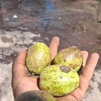 خریدار گردو با قیمت روز