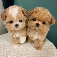 توله شیتزو سوپر فلت|سگ|شیراز, دروازه قران|دیوار