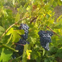 انگوردیمی کردستان
