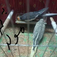 پرنده