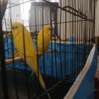 مرغ عشق انگلیسی خاص ترین رنگ