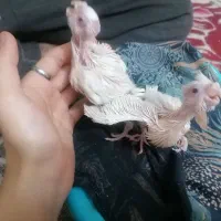 عروس هلندی جوجه