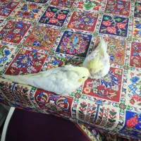 عروس هلندی آماده ی دستی شدن