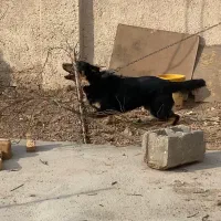 سگ نگهبان|سگ|ورامین, ورامین|دیوار