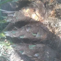 فسیل کلوته دونی ۴۰۰ تضمینی به شرط سبز شدن|خدمات باغبانی و درختکاری|کهنوج, |دیوار