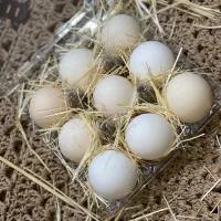 تخم مرغ محلی|خوردنی و آشامیدنی|مرودشت, کناره|دیوار