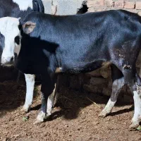 گوساله چاق