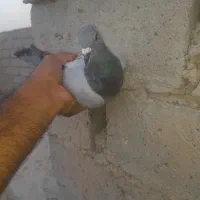 ماده سبز مسافتی