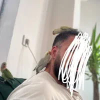 طوطی برزیلی|پرنده|چهارباغ, |دیوار